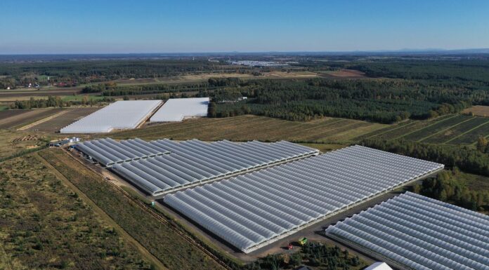 Truskawki powtarzające owocowanie – jaki był ten sezon? tunele truskawki