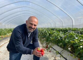 Jak wygląda przyszłość uprawy truskawek? Poznaj doświadczenia eksperta z Wielkiej Brytanii – już 13 listopada!