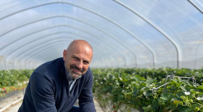 Jak wygląda przyszłość uprawy truskawek? Poznaj doświadczenia eksperta z Wielkiej Brytanii – już 13 listopada!