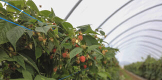 Jaki był malinowy sezon 2025? Podsumowanie, wnioski, wyzwania