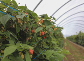 Jaki był malinowy sezon 2025? Podsumowanie, wnioski, wyzwania