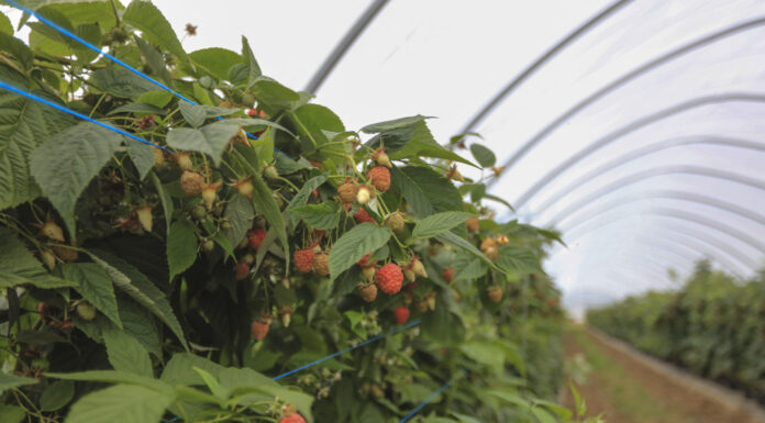 Jaki był malinowy sezon 2025? Podsumowanie, wnioski, wyzwania