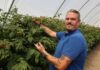 Sezon malinowy zaczyna się z problemami – plantatorzy znów rozczarowani jakością materiału szkółkarskiego Oleg Naumenko