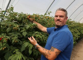 Sezon malinowy zaczyna się z problemami – plantatorzy znów rozczarowani jakością materiału szkółkarskiego Oleg Naumenko