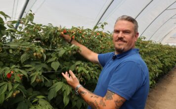 Sezon malinowy zaczyna się z problemami – plantatorzy znów rozczarowani jakością materiału szkółkarskiego Oleg Naumenko