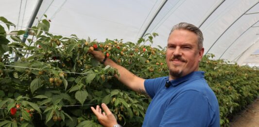 Sezon malinowy zaczyna się z problemami – plantatorzy znów rozczarowani jakością materiału szkółkarskiego Oleg Naumenko