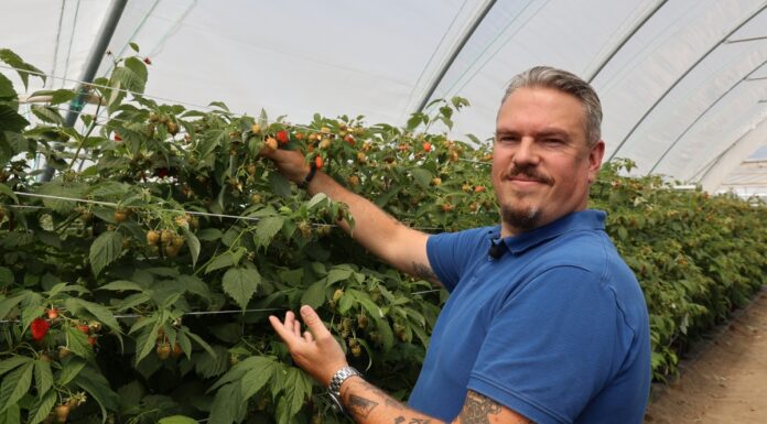 Sezon malinowy zaczyna się z problemami – plantatorzy znów rozczarowani jakością materiału szkółkarskiego Oleg Naumenko