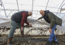 Jak Rafał Podstawka skutecznie chroni maliny przed mrozem? Sprawdzone rozwiązanie z Klementowic