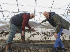 Jak Rafał Podstawka skutecznie chroni maliny przed mrozem? Sprawdzone rozwiązanie z Klementowic