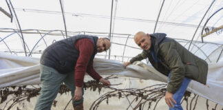 Jak Rafał Podstawka skutecznie chroni maliny przed mrozem? Sprawdzone rozwiązanie z Klementowic