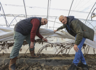 Jak Rafał Podstawka skutecznie chroni maliny przed mrozem? Sprawdzone rozwiązanie z Klementowic