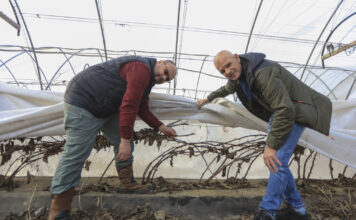 Jak Rafał Podstawka skutecznie chroni maliny przed mrozem? Sprawdzone rozwiązanie z Klementowic