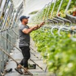 120 ton truskawek z hektara?! Uprawy tunelowe wchodzą na nowy poziom