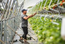 120 ton truskawek z hektara?! Uprawy tunelowe wchodzą na nowy poziom