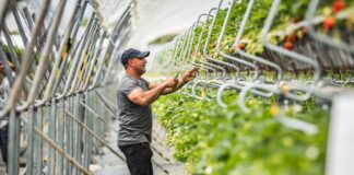 120 ton truskawek z hektara?! Uprawy tunelowe wchodzą na nowy poziom