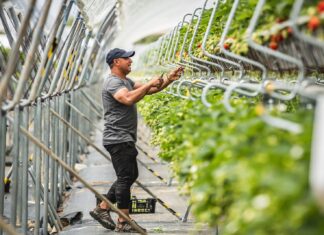 120 ton truskawek z hektara?! Uprawy tunelowe wchodzą na nowy poziom
