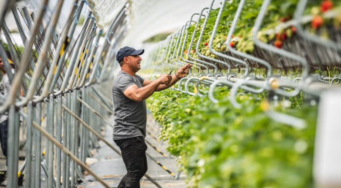 120 ton truskawek z hektara?! Uprawy tunelowe wchodzą na nowy poziom