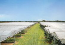 Kurcząca się produkcja w Niemczech to szansa dla holenderskich truskawek