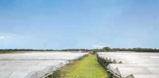 Kurcząca się produkcja w Niemczech to szansa dla holenderskich truskawek