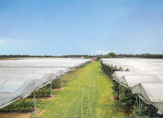 Kurcząca się produkcja w Niemczech to szansa dla holenderskich truskawek