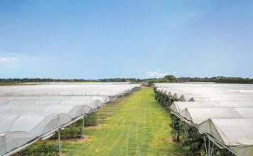 Kurcząca się produkcja w Niemczech to szansa dla holenderskich truskawek