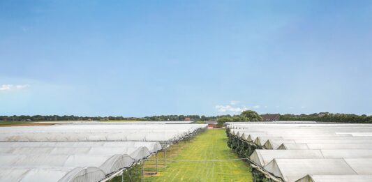 Kurcząca się produkcja w Niemczech to szansa dla holenderskich truskawek