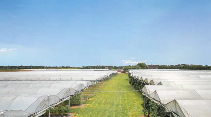 Kurcząca się produkcja w Niemczech to szansa dla holenderskich truskawek