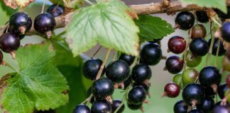 Trwają prace nad nowymi deserowymi odmianami czarnej porzeczki