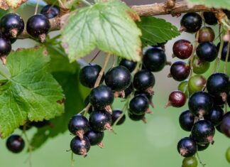 Trwają prace nad nowymi deserowymi odmianami czarnej porzeczki