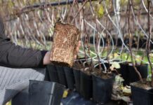 Zasady produkcji wysokiej jakości sadzonek malin typu long cane long cane