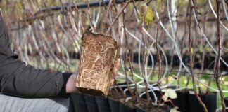 Zasady produkcji wysokiej jakości sadzonek malin typu long cane long cane