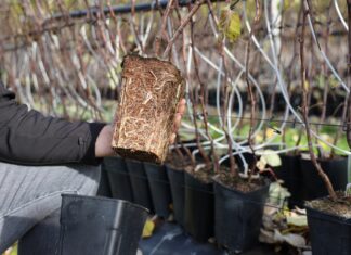 Zasady produkcji wysokiej jakości sadzonek malin typu long cane long cane