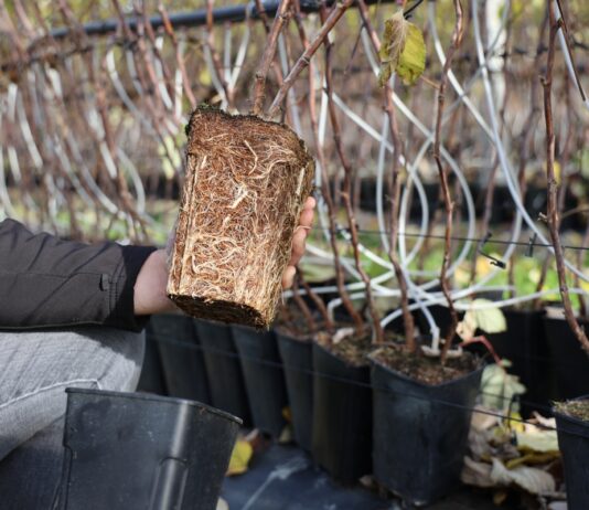 Zasady produkcji wysokiej jakości sadzonek malin typu long cane long cane