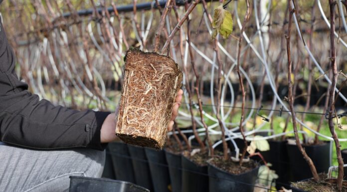 Zasady produkcji wysokiej jakości sadzonek malin typu long cane long cane