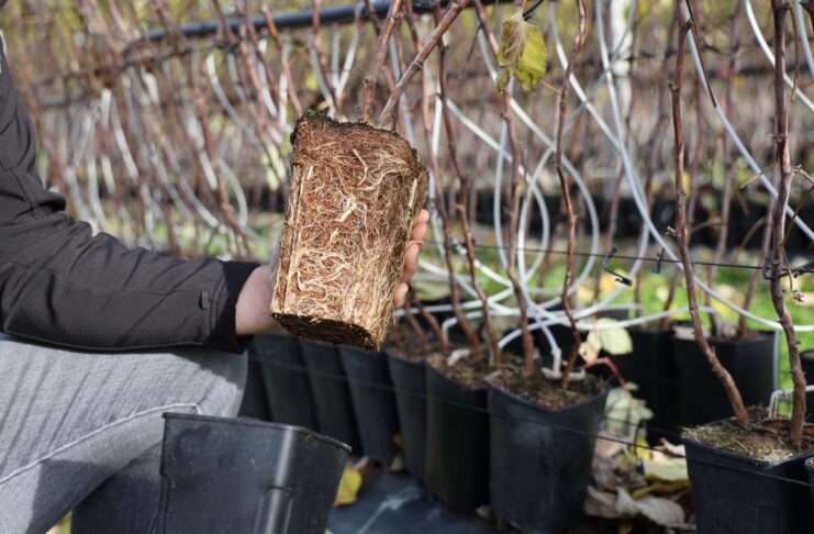 Zasady produkcji wysokiej jakości sadzonek malin typu long cane long cane