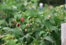 Maliny w Kosowie – znamy najnowsze dane maliny w kosowie