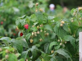 Maliny w Kosowie – znamy najnowsze dane maliny w kosowie