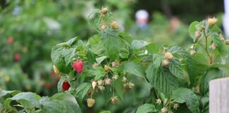 Maliny w Kosowie – znamy najnowsze dane maliny w kosowie