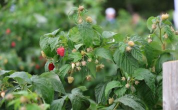Maliny w Kosowie – znamy najnowsze dane maliny w kosowie