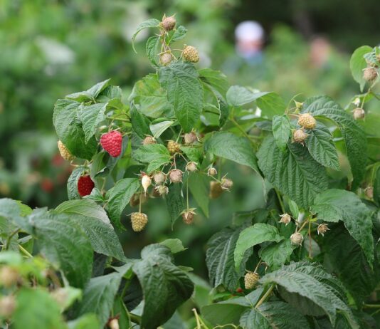 Maliny w Kosowie – znamy najnowsze dane maliny w kosowie
