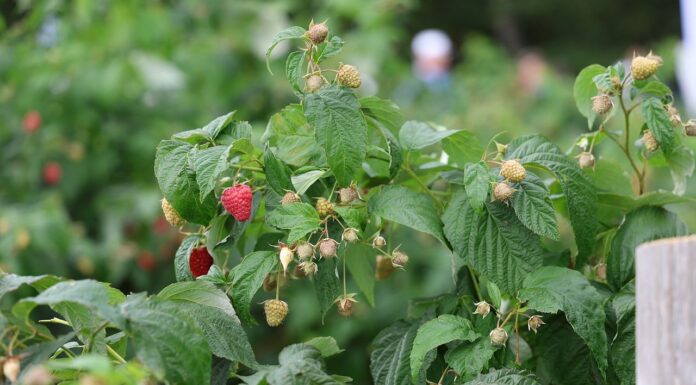 Maliny w Kosowie – znamy najnowsze dane maliny w kosowie