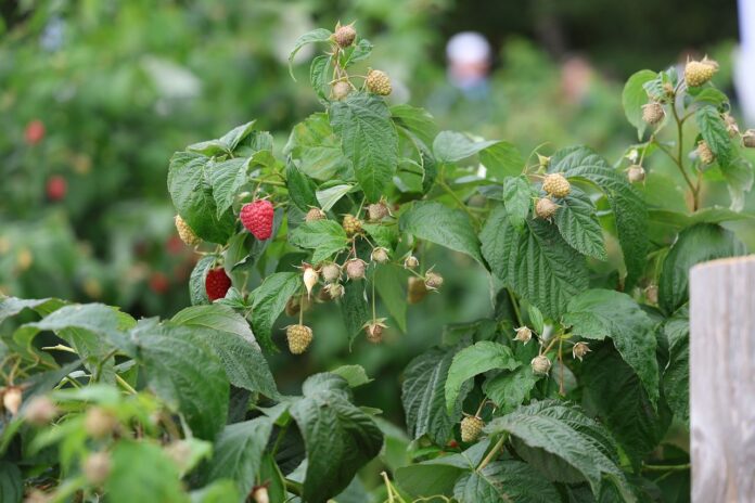 8K9A1448_09_08_2025 maliny w kosowie