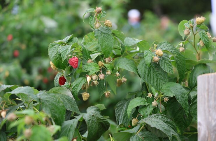 Maliny w Kosowie – znamy najnowsze dane maliny w kosowie