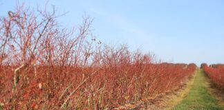 Monitoring klimatu i gleby w nowoczesnej uprawie borówki