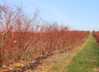 Monitoring klimatu i gleby w nowoczesnej uprawie borówki