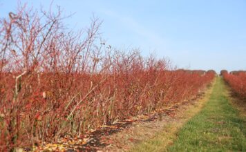 Monitoring klimatu i gleby w nowoczesnej uprawie borówki