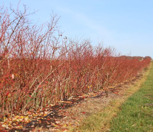 Monitoring klimatu i gleby w nowoczesnej uprawie borówki