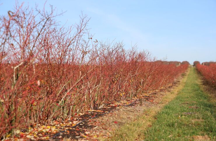 Monitoring klimatu i gleby w nowoczesnej uprawie borówki