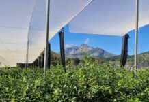 Ubuntu – duch współpracy, który połączył światową społeczność borówkową w Kapsztadzie