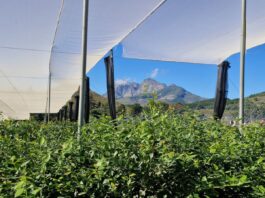 Ubuntu – duch współpracy, który połączył światową społeczność borówkową w Kapsztadzie